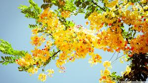 imagesflowers