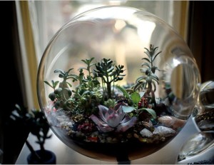 Terrarium-PAULA-HAYES