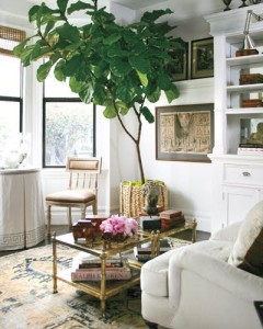 fiddle leaf fig indoor plant living room art modern 2