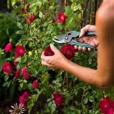 Pruning Roses