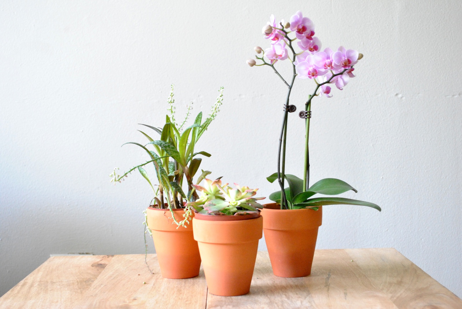 orchid-succulent-at-home